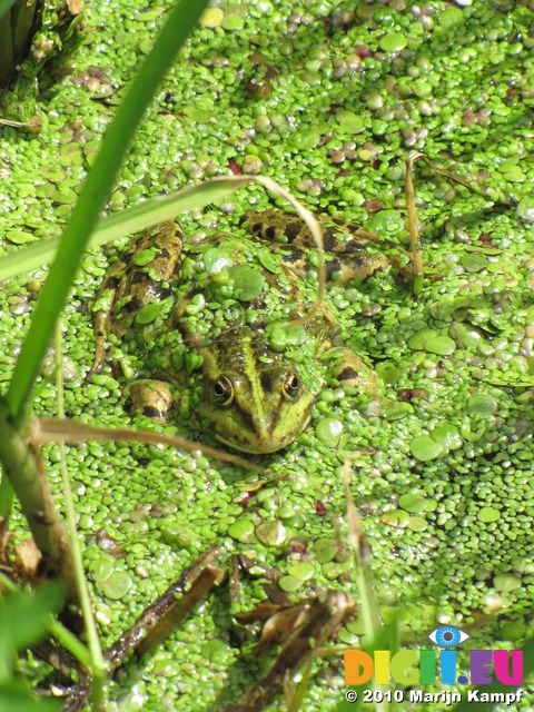 SX15223 Marsh Frog (Rana ridibunda) covered with duckweed (Pelophylax ridibundus) in ditch